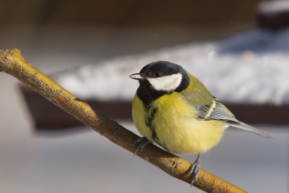 20120211 D7000 Vogelansitz DSC5917 NF