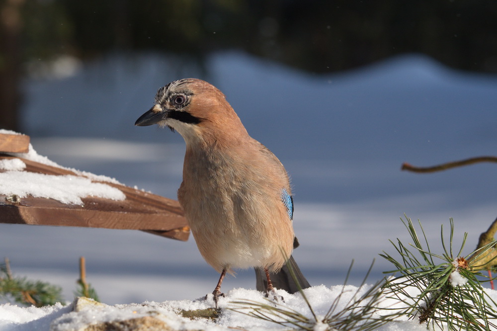 20120211 D7000 Vogelansitz DSC5923 NF
