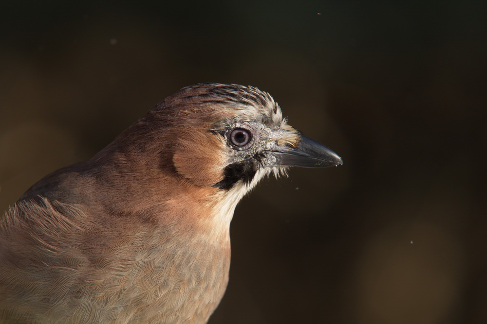 20120211 D7000 Vogelansitz DSC5925 NF