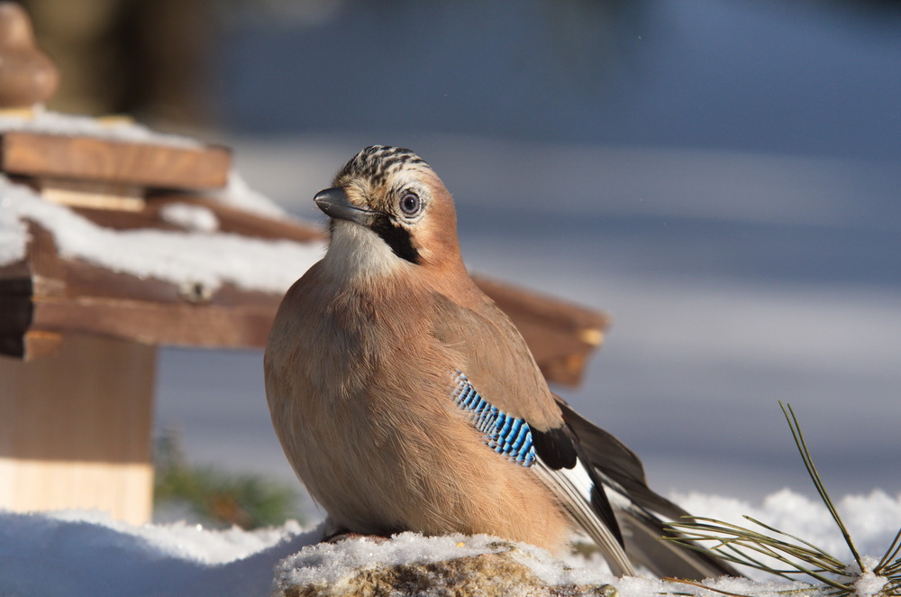 20120211 D7000 Vogelansitz DSC5937 NF