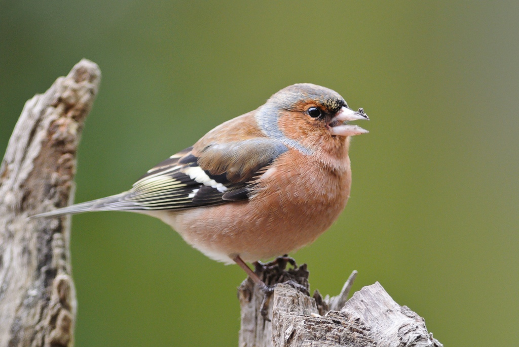 20120226 2589 [NIKON 1 V1] 300 mm,1 160 Sek. bei ƒ   2,8