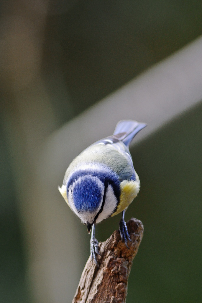 20120226 2631 [NIKON 1 V1] 300 mm,1 160 Sek. bei ƒ   2,8