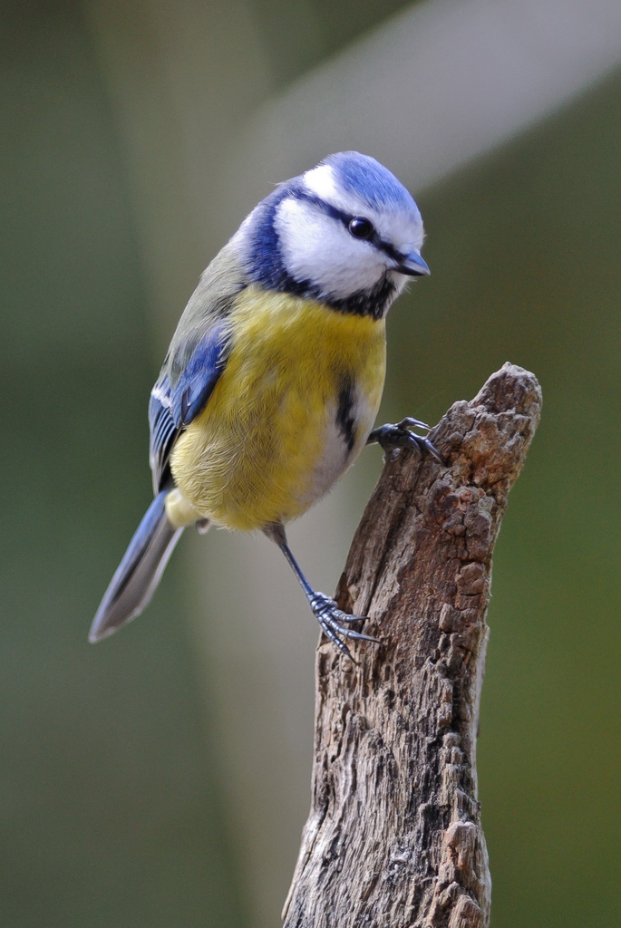 20120226 2638 [NIKON 1 V1] 300 mm,1 160 Sek. bei ƒ   2,8