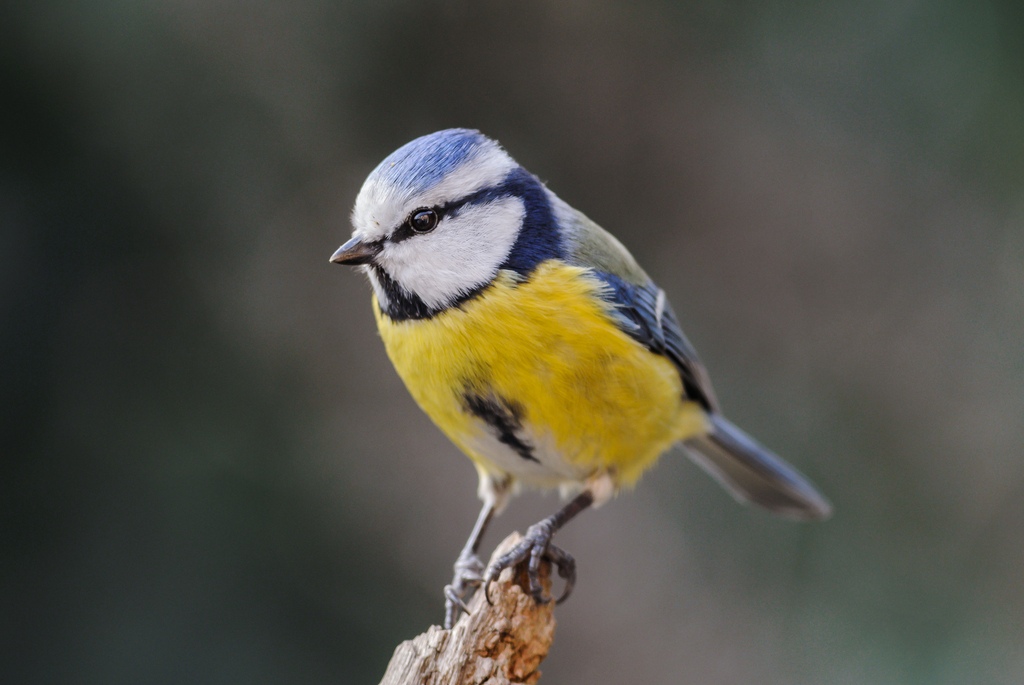 20120302 2711 [NIKON 1 V1] 300 mm,1 125 Sek. bei ƒ   4,5