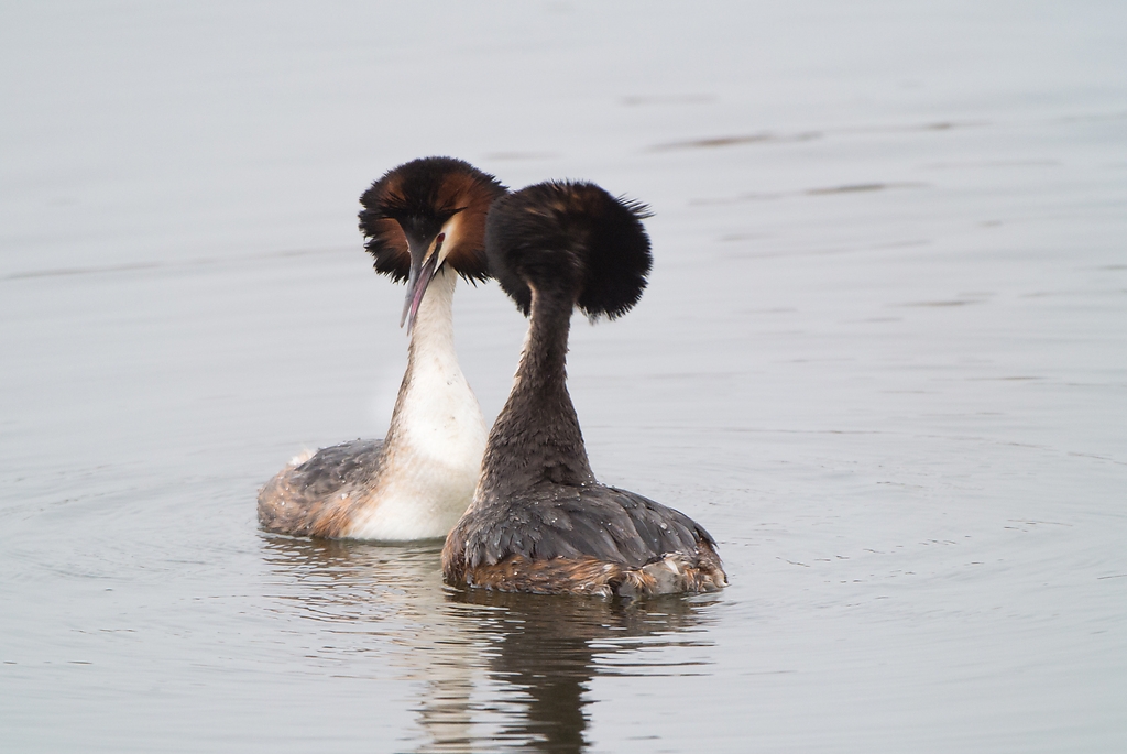 20120317 3630 [NIKON 1 V1] 380 mm,1 250 Sek. bei ƒ   4,5