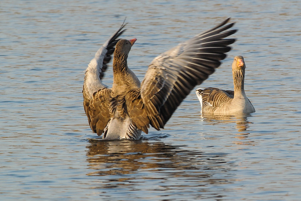 20120321 4170 [NIKON 1 V1] 420 mm,1 320 Sek. bei ƒ   7,1