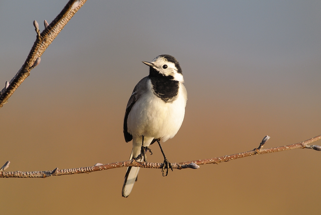 20120323 4309 [NIKON 1 V1] 500 mm,1 250 Sek. bei ƒ   8,0