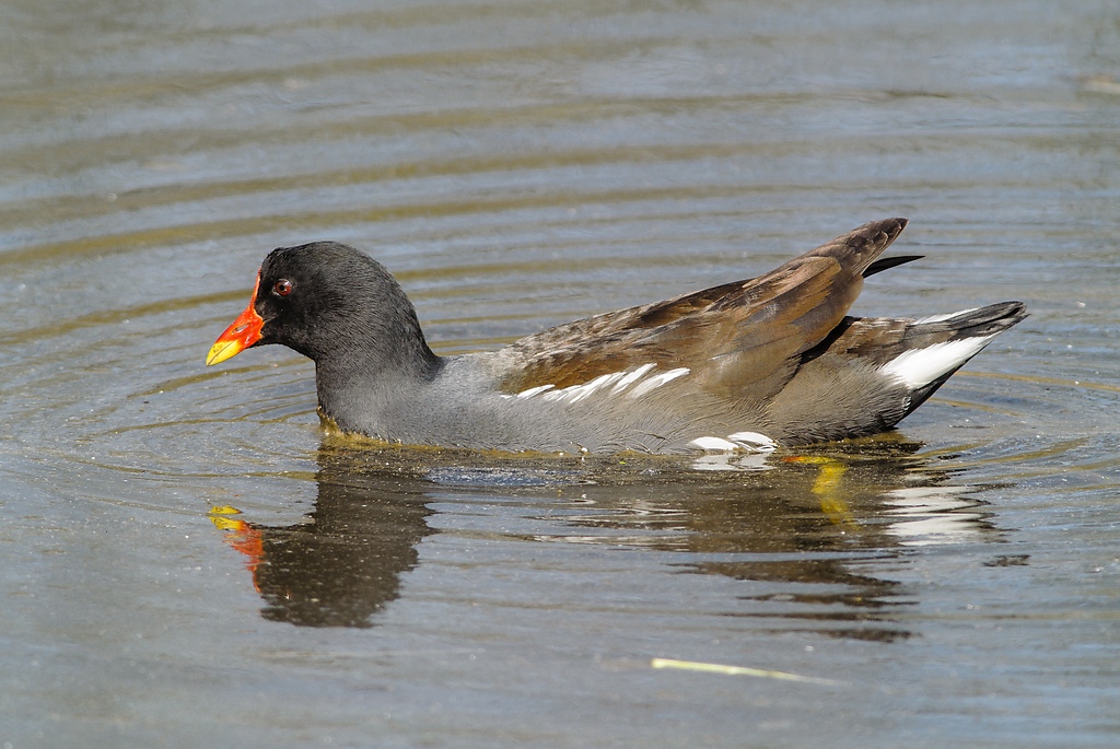 20120323 4509 [NIKON 1 V1] 500 mm,1 400 Sek. bei ƒ   6,3