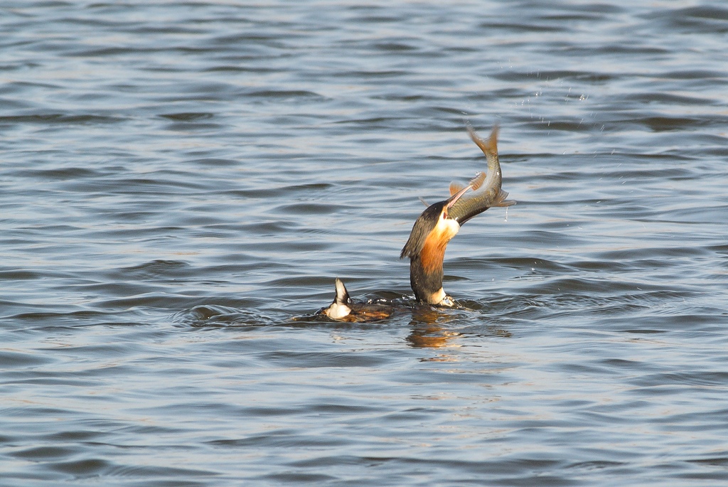 20120323 4630 [NIKON 1 V1] 500 mm,1 320 Sek. bei ƒ   7,1