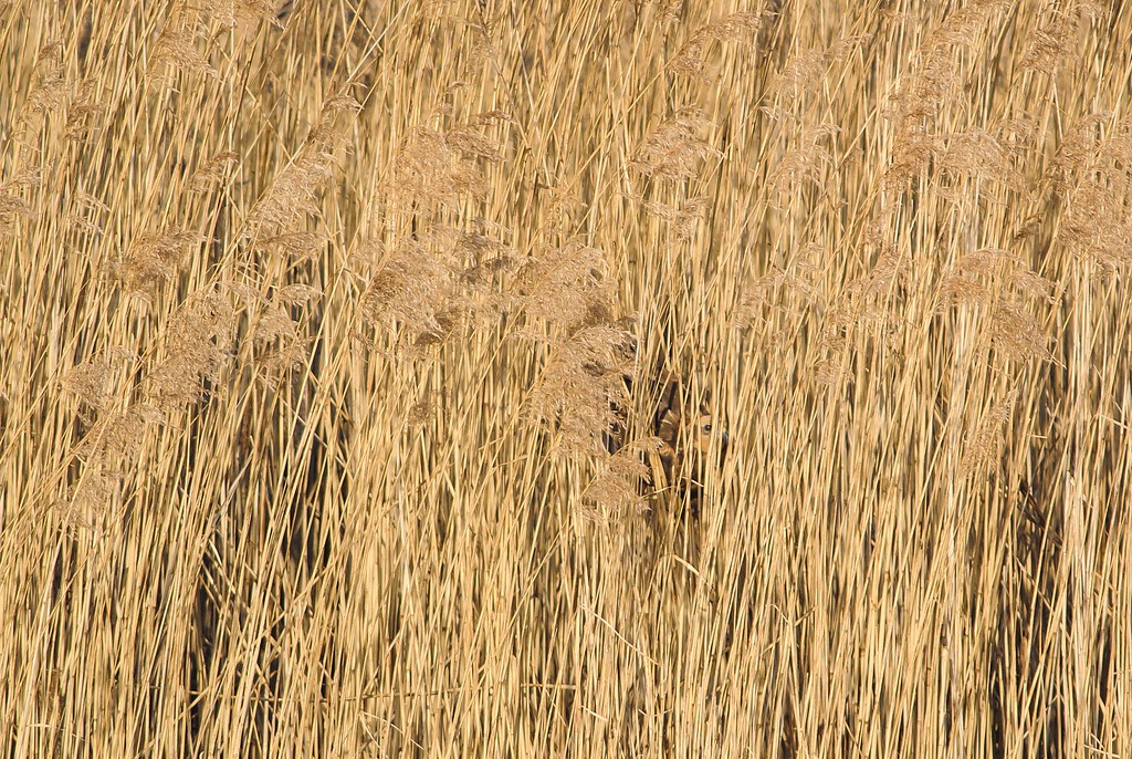 20120325 5196 [NIKON 1 V1] 500 mm,1 800 Sek. bei ƒ   4,8 2 2