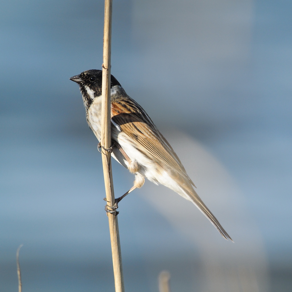 20120325 5401 [NIKON 1 V1] 500 mm,1 500 Sek. bei ƒ   4,8