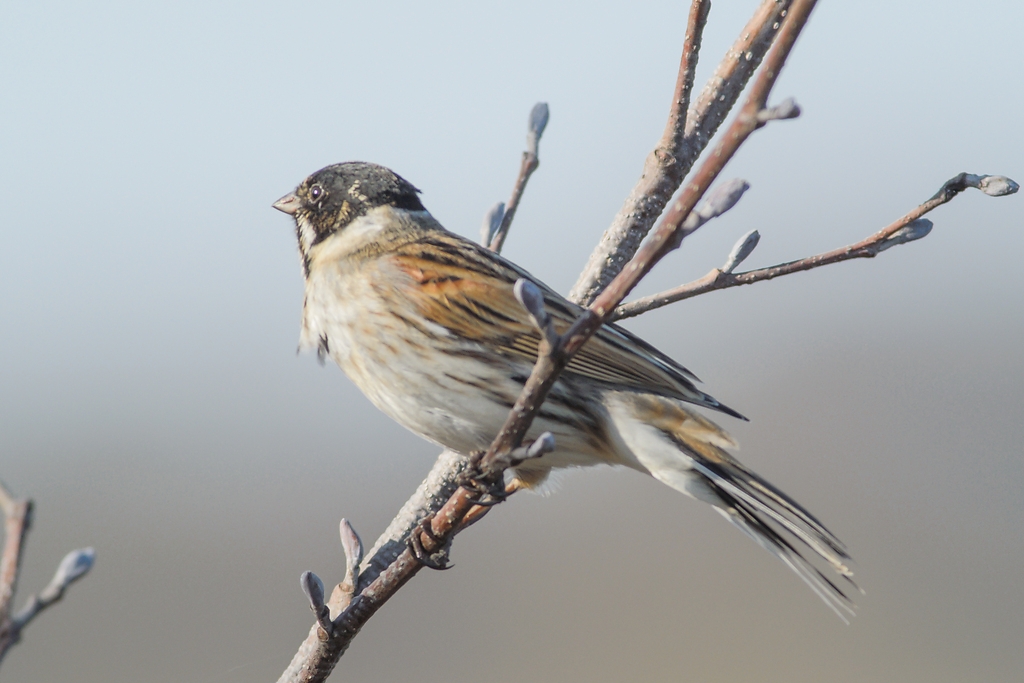 20120325 5522 [NIKON 1 V1] 500 mm,1 320 Sek. bei ƒ   6,3