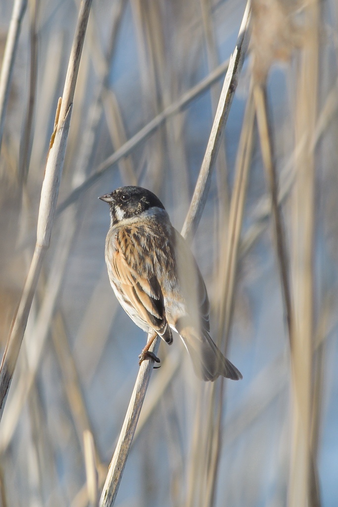 20120325 5565 [NIKON 1 V1] 500 mm,1 250 Sek. bei ƒ   6,3
