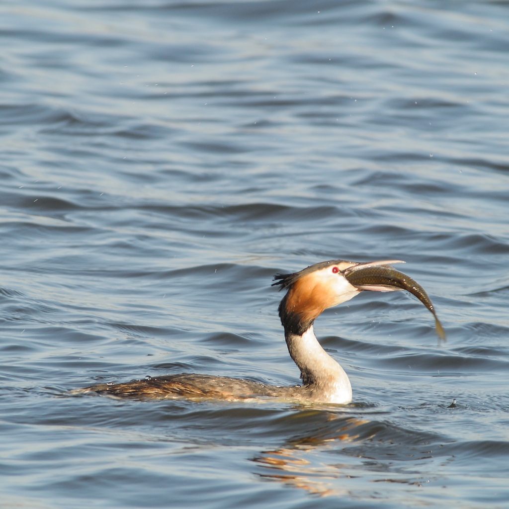 20120325 5589 [NIKON 1 V1] 500 mm,1 400 Sek. bei ƒ   6,3