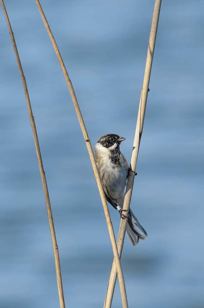 20120325 8383 [NIKON D7000] 500 mm,1 250 Sek. bei ƒ   8,0