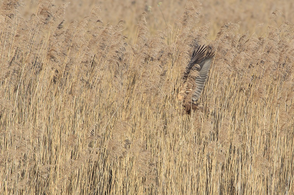 20120325 8528 [NIKON D7000] 500 mm,1 320 Sek. bei ƒ   7,1
