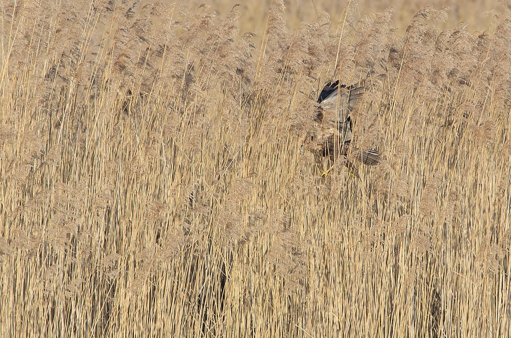 20120325 8530 [NIKON D7000] 500 mm,1 250 Sek. bei ƒ   7,1