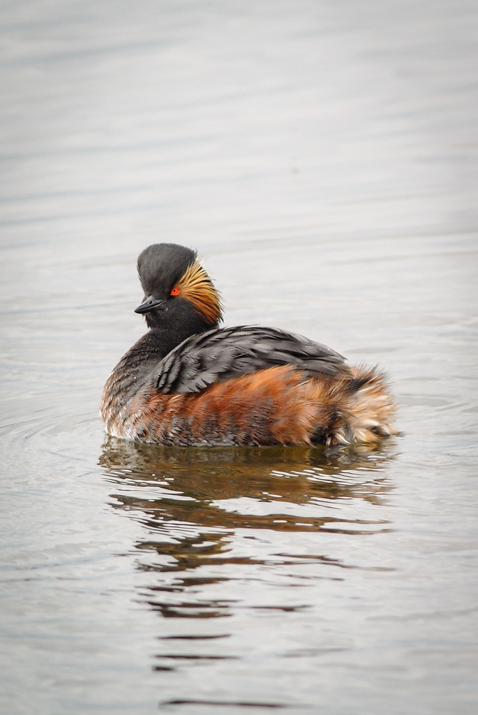 20120401 5604 [NIKON 1 V1] 420 mm,1 250 Sek. bei ƒ   4,5