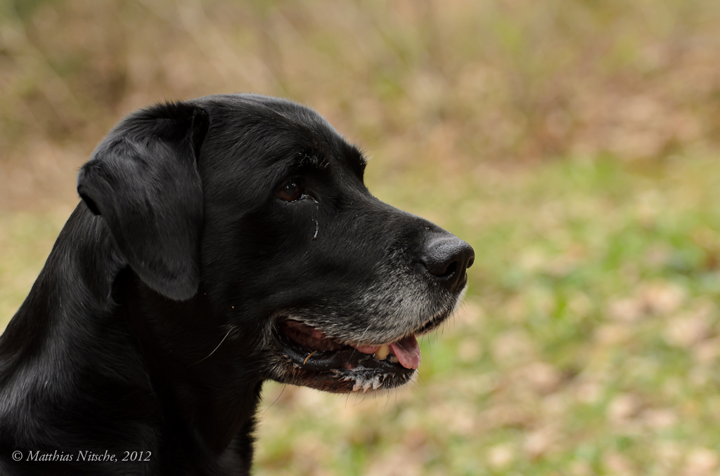 20120406 pic mn 002 Amicus 1