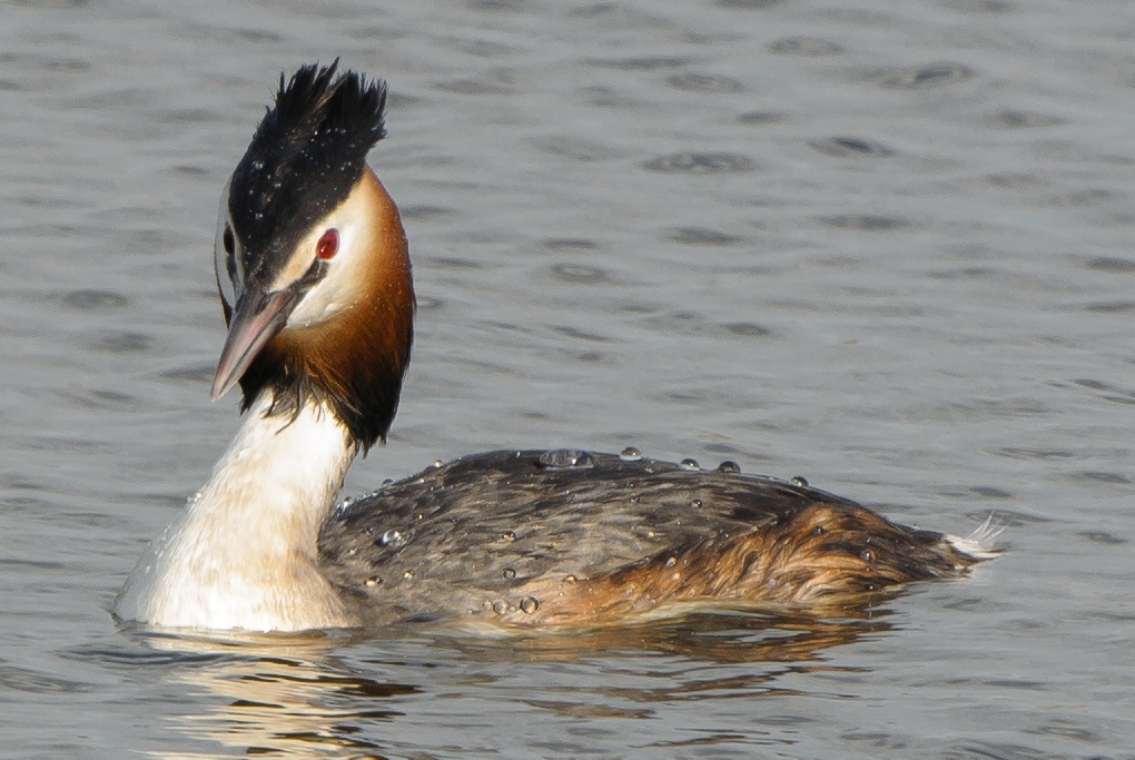 20120408 5984 [NIKON 1 V1] 400 mm,1 250 Sek. bei ƒ   6,3