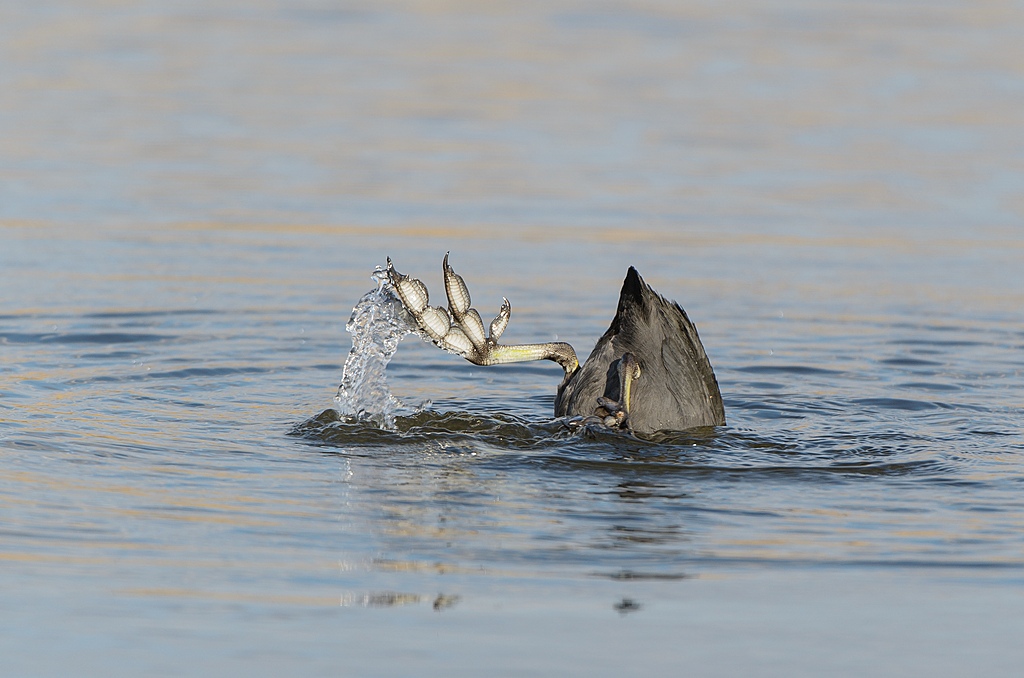 20120408 9071 [NIKON D7000] 400 mm,1 500 Sek. bei ƒ   4,0