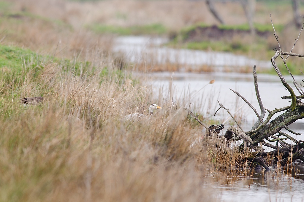 20120415 2930 [NIKON D3] 500 mm,1 320 Sek. bei ƒ   6,3