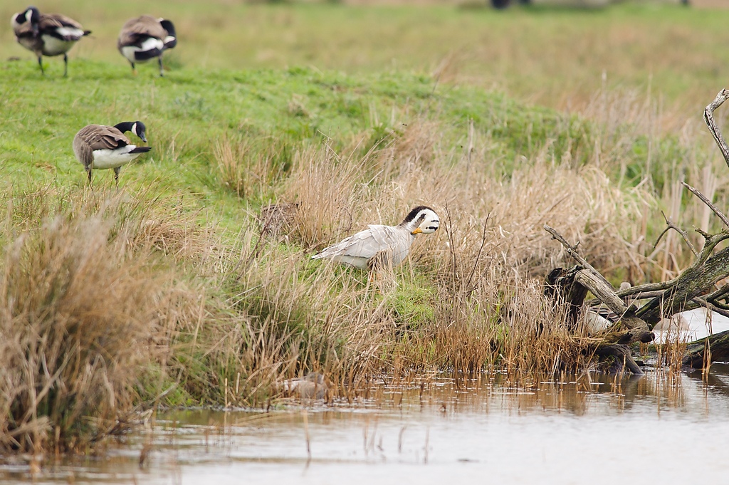 20120415 2932 [NIKON D3] 500 mm,1 320 Sek. bei ƒ   6,3
