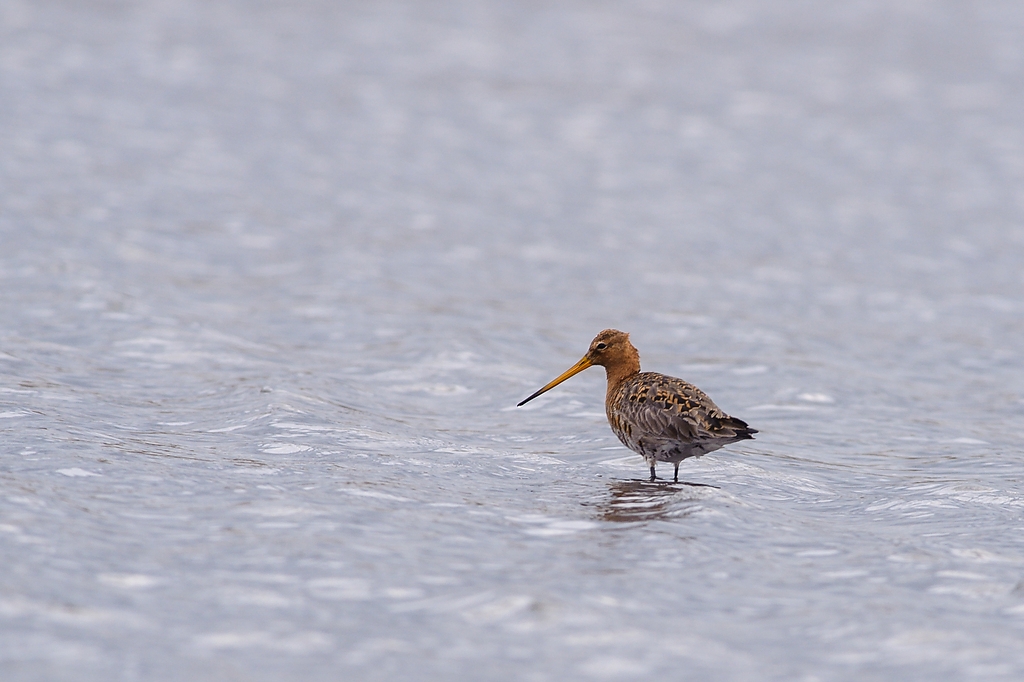 20120415 3008 [NIKON D3] 500 mm,1 320 Sek. bei ƒ   6,3