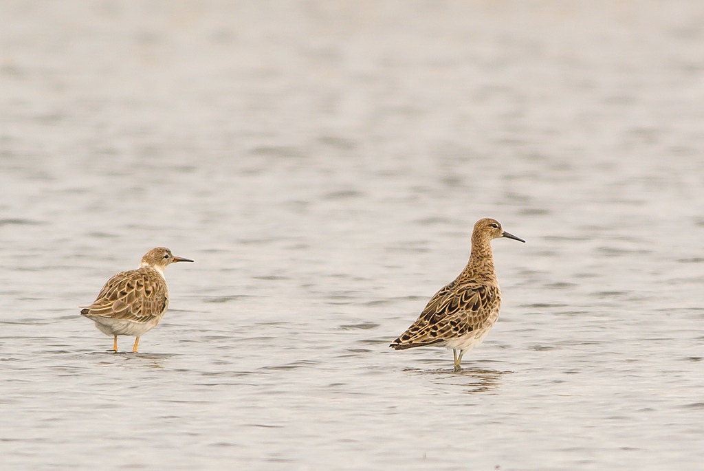 20120415 6144 [NIKON 1 V1] 500 mm,1 250 Sek. bei ƒ   5,0