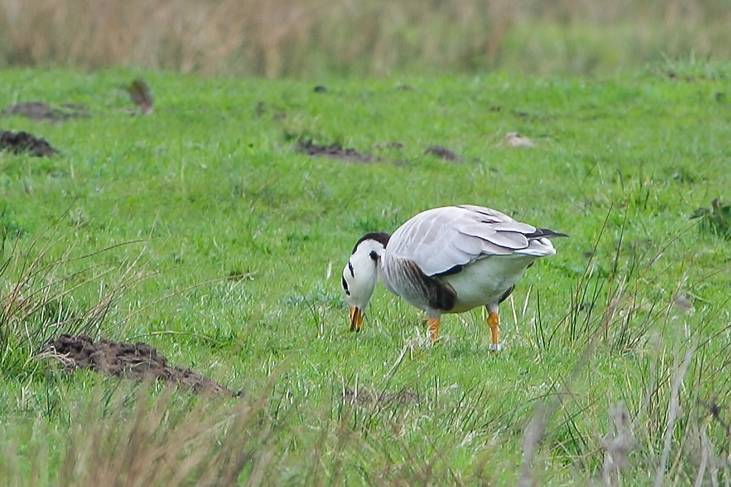 20120415 6252 [NIKON 1 V1] 500 mm,1 100 Sek. bei ƒ   8,0 2