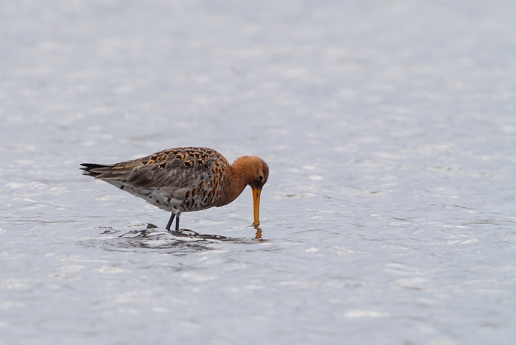 20120415 6794 [NIKON 1 V1] 500 mm,1 250 Sek. bei ƒ   5,0