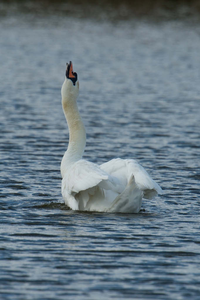 20120512 1430 [NIKON D4] 850 mm,1 1600 Sek. bei ƒ   8,0