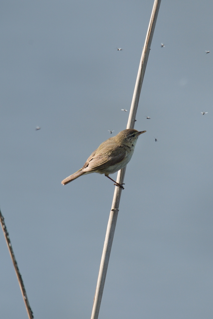 20120512 1475 [NIKON D4] 850 mm,1 1600 Sek. bei ƒ   7,1