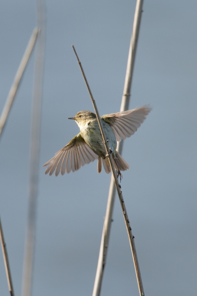 20120512 1485 [NIKON D4] 850 mm,1 1600 Sek. bei ƒ   7,1