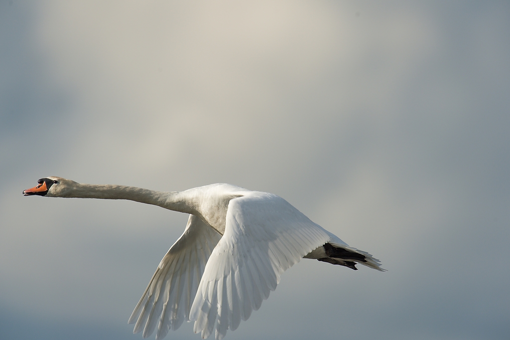 20120512 1614 [NIKON D4] 850 mm,1 2500 Sek. bei ƒ   8,0