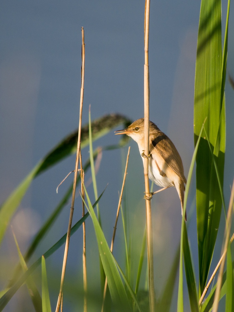 20120514 1424 [E M5] 300 mm,1 800 Sek. bei ƒ   6,3