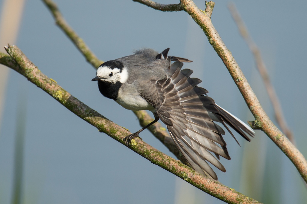 20120517 2186 [NIKON D4] 1000 mm,1 1250 Sek. bei ƒ   8,0
