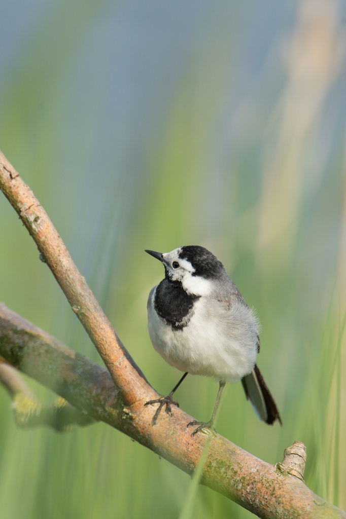 20120517 2198 [NIKON D4] 1000 mm,1 1000 Sek. bei ƒ   8,0