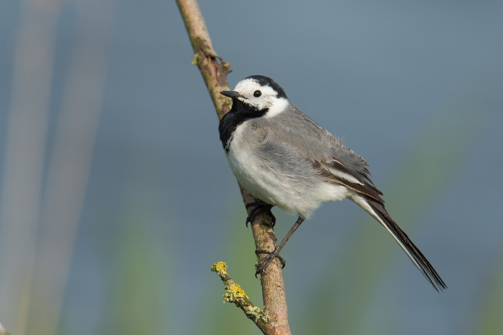 20120517 2201 [NIKON D4] 1000 mm,1 1000 Sek. bei ƒ   8,0