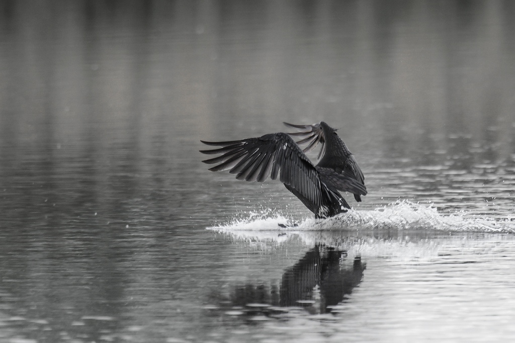 20120527 2447 [NIKON D4] 1000 mm,1 640 Sek. bei ƒ   6,7
