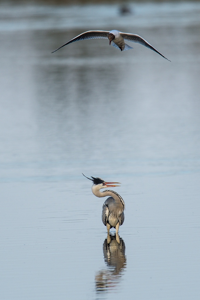 20120527 2561 [NIKON D4] 850 mm,1 1000 Sek. bei ƒ   6,3