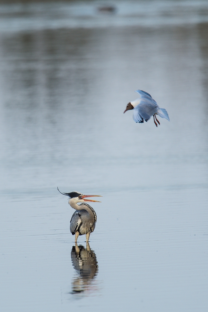 20120527 2566 [NIKON D4] 850 mm,1 1000 Sek. bei ƒ   6,3