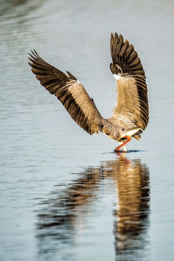 20120527 2611 [NIKON D4] 850 mm,1 1000 Sek. bei ƒ   6,3 Bearbeitet