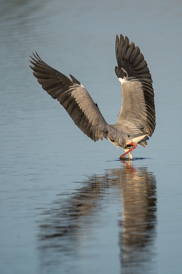 20120527 2611 [NIKON D4] 850 mm,1 1000 Sek. bei ƒ   6,3