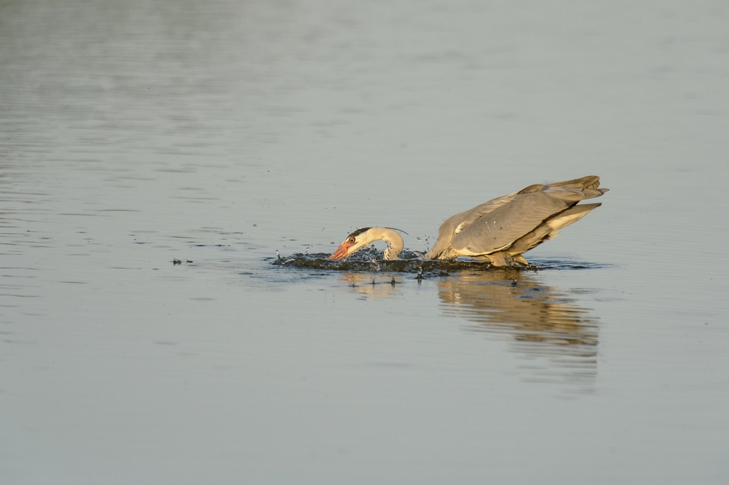 20120527 2672 [NIKON D4] 850 mm,1 4000 Sek. bei ƒ   7,1