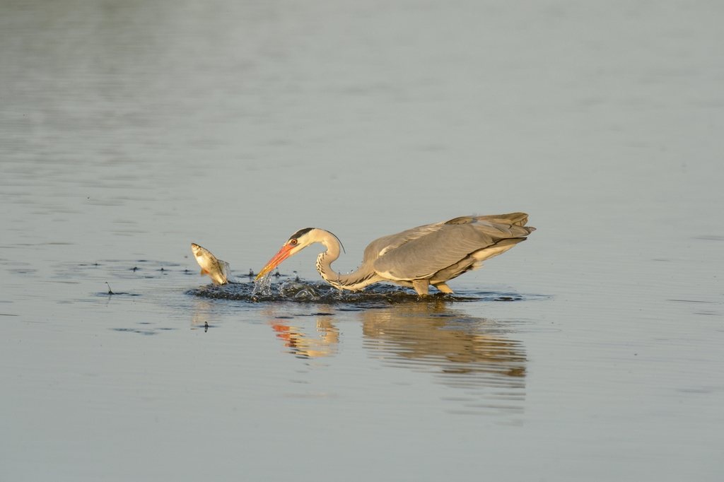 20120527 2673 [NIKON D4] 850 mm,1 4000 Sek. bei ƒ   7,1