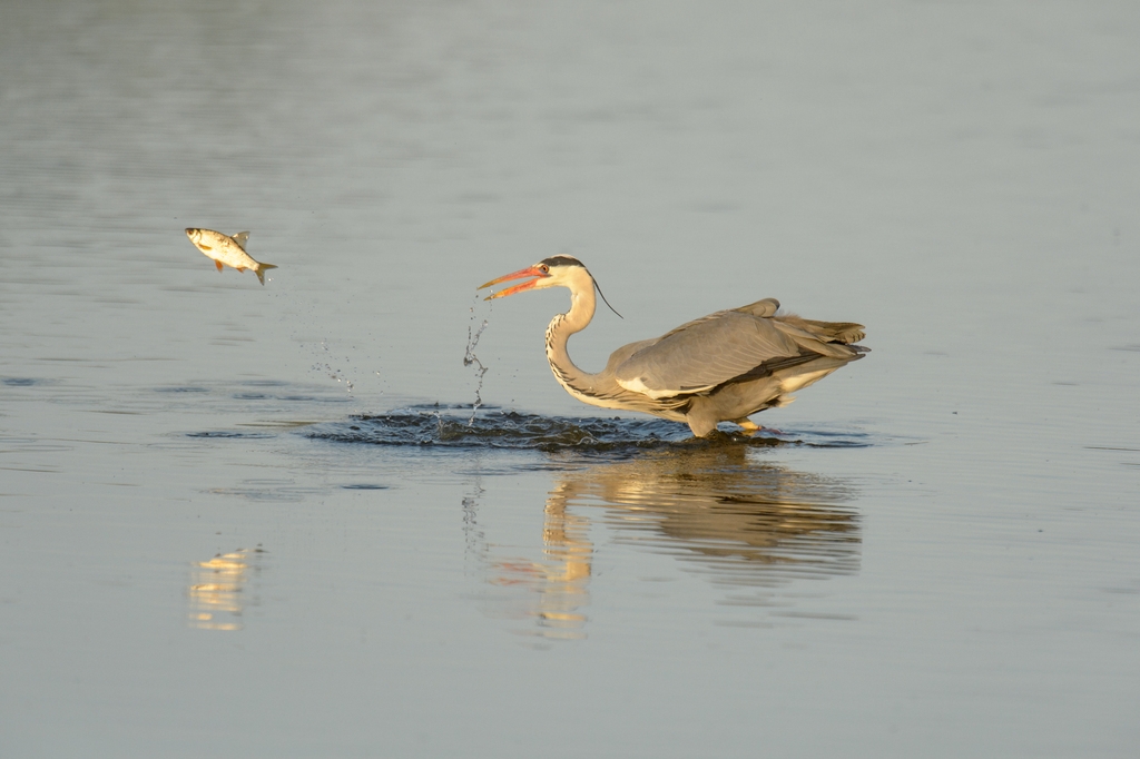 20120527 2674 [NIKON D4] 850 mm,1 4000 Sek. bei ƒ   7,1