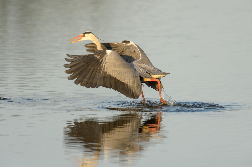 20120527 2675 [NIKON D4] 850 mm,1 3200 Sek. bei ƒ   7,1
