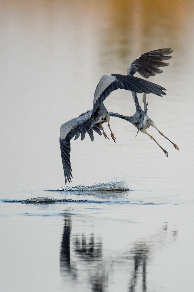 20120527 2896 [NIKON D4] 850 mm,1 4000 Sek. bei ƒ   6,3