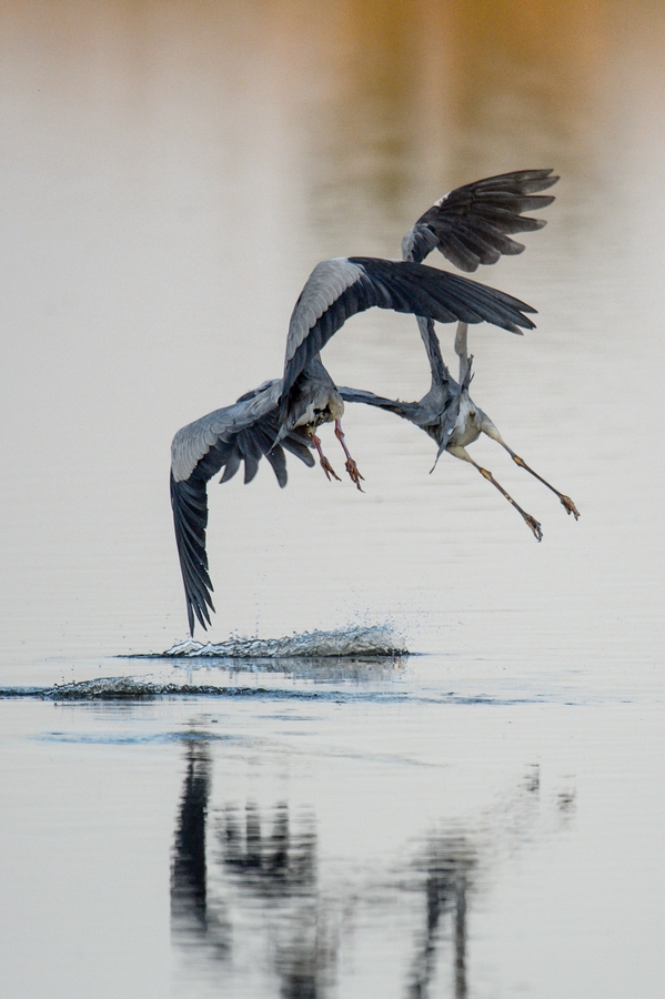 20120527 2896 [NIKON D4] 850 mm,1 4000 Sek. bei ƒ   6,3